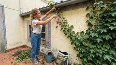 Parthenocissus (hera-da-Virgínia): a trepadeira que pinta a casa de vermelho no outono